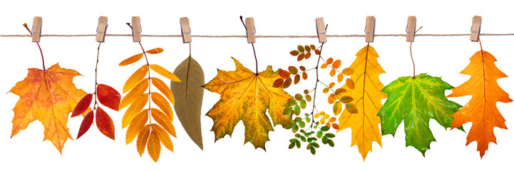 leaf fall background, autumn leaves of different trees hang on a rope on clothespins on a white...