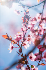 sakura blossom over blue sky