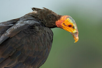 Lesser Yellow-headed Vulture
Cathartes burrovianus
scavenger