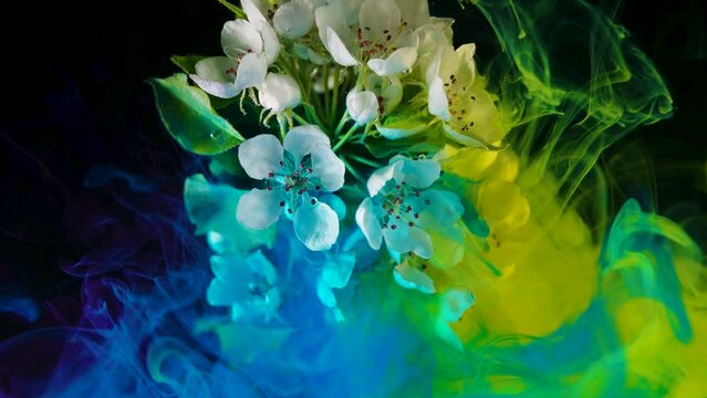Yellow and blue paint in water moving slowly in water around white flowers of an apple tree on a black background, fantastic abstract video shot with water ink