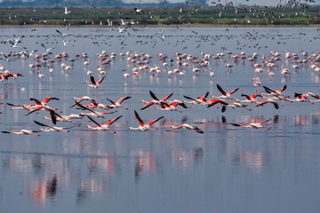 Fototapeta premium Pink big birds Greater Flamingos, Phoenicopterus ruber, in the water