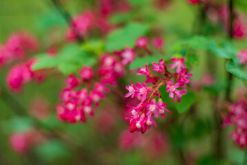 Ribes sanguineum in the garden