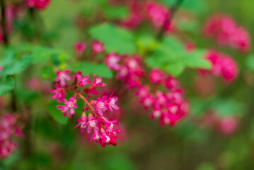 Ribes sanguineum in the garden