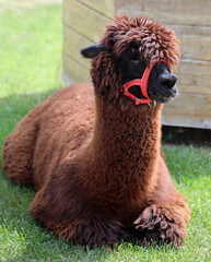 LAMA mammal with thick brown fleece fur lying on green grass