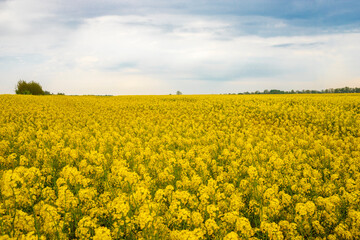 Obraz premium Beautiful rape field with blue sky and clouds.