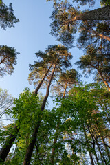 Trees and sky, sunny afternoon