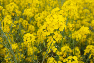 Bright Canola Rapeseed Field at Sunset on a Summer.