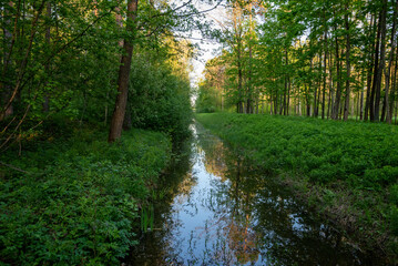 Fototapeta premium Slow river in the quiet wood