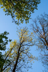 Trees and sky, sunny afternoon