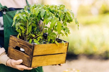 A male gardener keeps tomato seedlings in a box ready for planting in an organic garden. Planting and landscaping in spring
