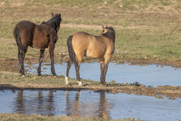Wild Horses in Spring in the Utah Desert