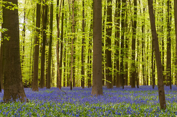 Impression from the Hallerbos, Belgium