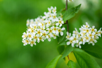 Branches of flowering bird cherry trees in close-up. white Prunus padus flowers with green foliage on a bokeh background. Spring blooming