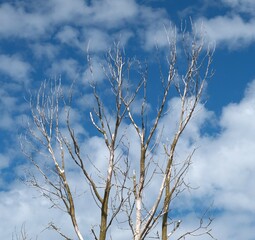 Dry tree against the background of the sky with clouds.