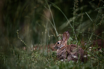 rabbit in the grass at dusk