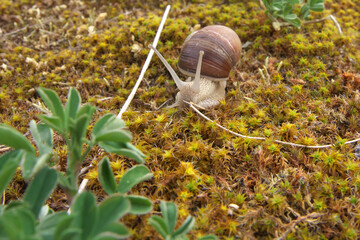Invasion of Snails in the garden. Macro Photo. Selective focus.
