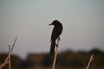 McArthure bird silloute