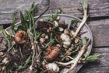 Flower bulbs of tulips, hyacinths, lilies and other flowers in an iron dish for planting in the soil. View from above. Gardening.
