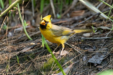 Rare Northern Cardinal on the ground in Gainesville, Florida.