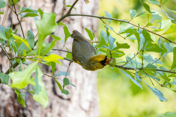 Fototapeta premium Rare Northern Cardinal eating a chrysalis in a forest in Gainesville, Florida.