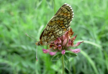 Mélitée des scabieuses, Melitaea parthenoides sur une fleur de trèfle