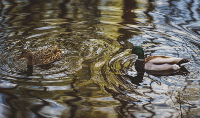 Drake and a duck swim in a pond.