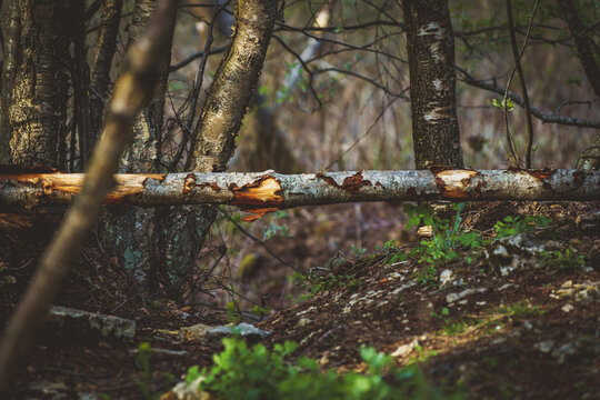 Fallen tree in the spring forest.