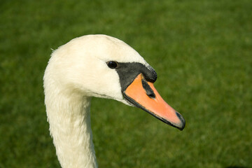 White swan on a background of green grass.