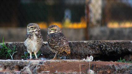 Cute owl couple