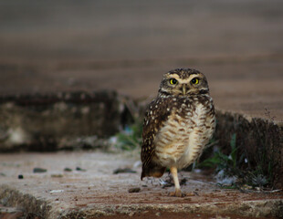 owl in the wild