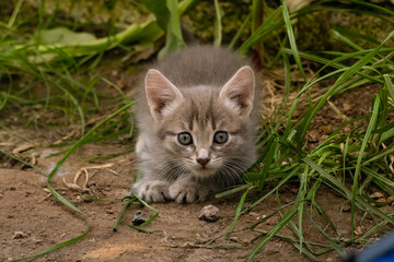 Kitty playing in garden. Gray fluffy cat in flower bed. Cute little kitten in the garden