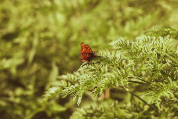 Naklejka na ściany i meble ladybird on a flower