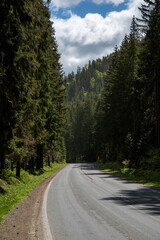Fototapeta na wymiar Asphalt road in the forest at midday. Picturesque beautiful view. Narrow street between woodland
