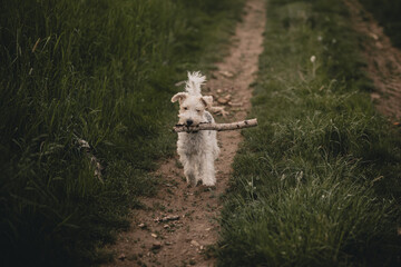 Pies biegający w lesie