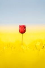 Obraz premium Red Tulip over a yellow tulip field 