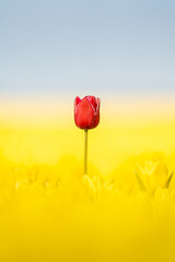 Red Tulip over a yellow tulip field 