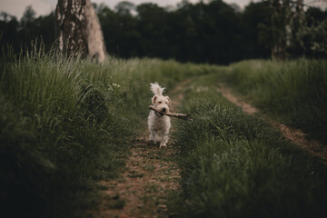 Pies biegający w lesie - obrazy, fototapety, plakaty