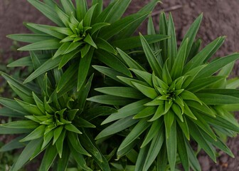 Obraz premium appearance of young lily shoots in spring