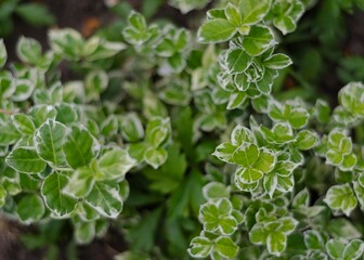 delicate white flowers of Swida alba 2