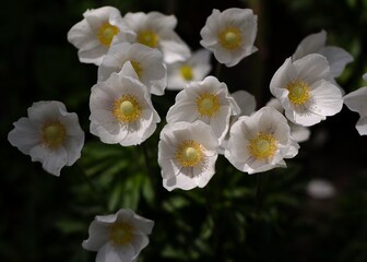 white anemone flowers in the flower garden