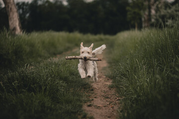 Pies biegający w lesie