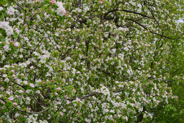 A large apple tree blossoms. Close-up and distant plan.