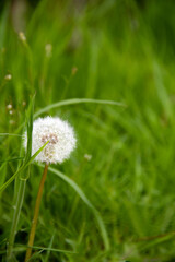 Pusteblume