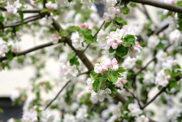 Obraz premium A large apple tree blossoms. Close-up and distant plan.