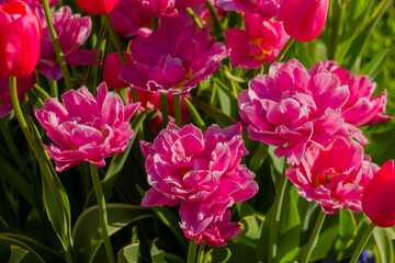 Colorful spring meadow with pink tulip chato flowers - close up. Nature, floral, blooming and gardening concept