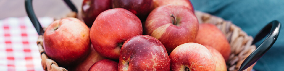 Apple harvest. Ripe red apples in the basket and in dark wooden crate on green grass on the green grass. Apple picking