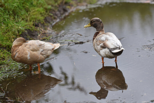Apricot Call Ducks standing in a puddle