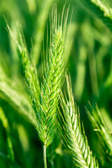 Green wheat field close up image. Agriculture scene