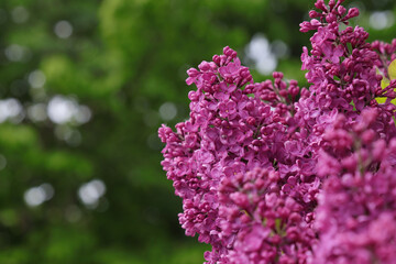 Obraz premium Blooming garden lilac bush.