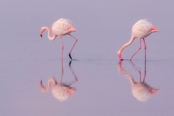 Pink big birds Greater Flamingos, Phoenicopterus ruber, in the water